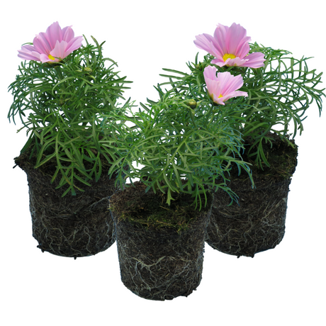 Cosmos bipinnatus 'Apollo Pink' from Cedar Nursery, Cobham