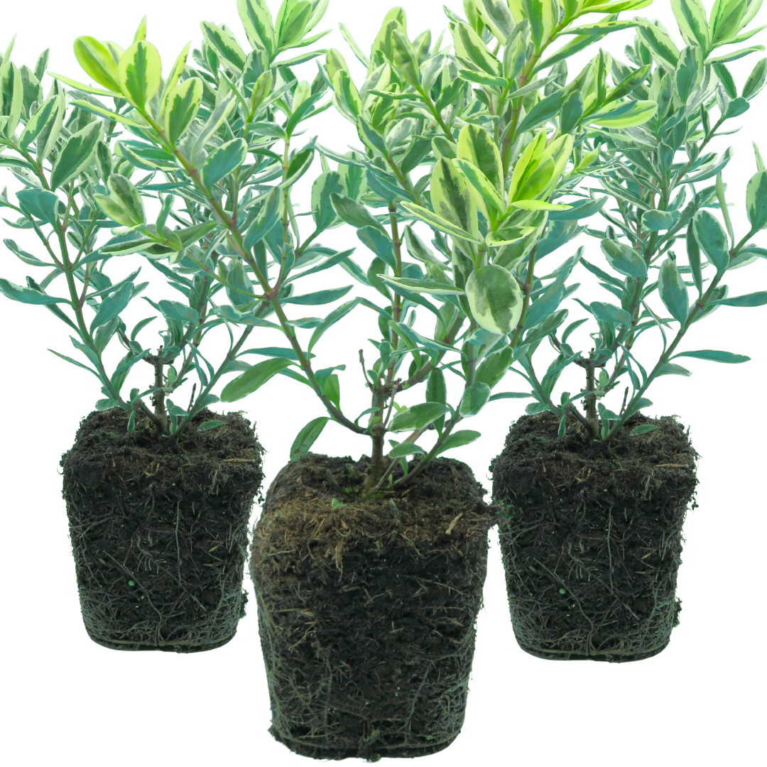 Hebe 'Variegata' from Cedar Nursery, Cobham