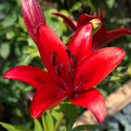 Lilium (Asiatic Group) Red from Cedar Nursery, Cobham