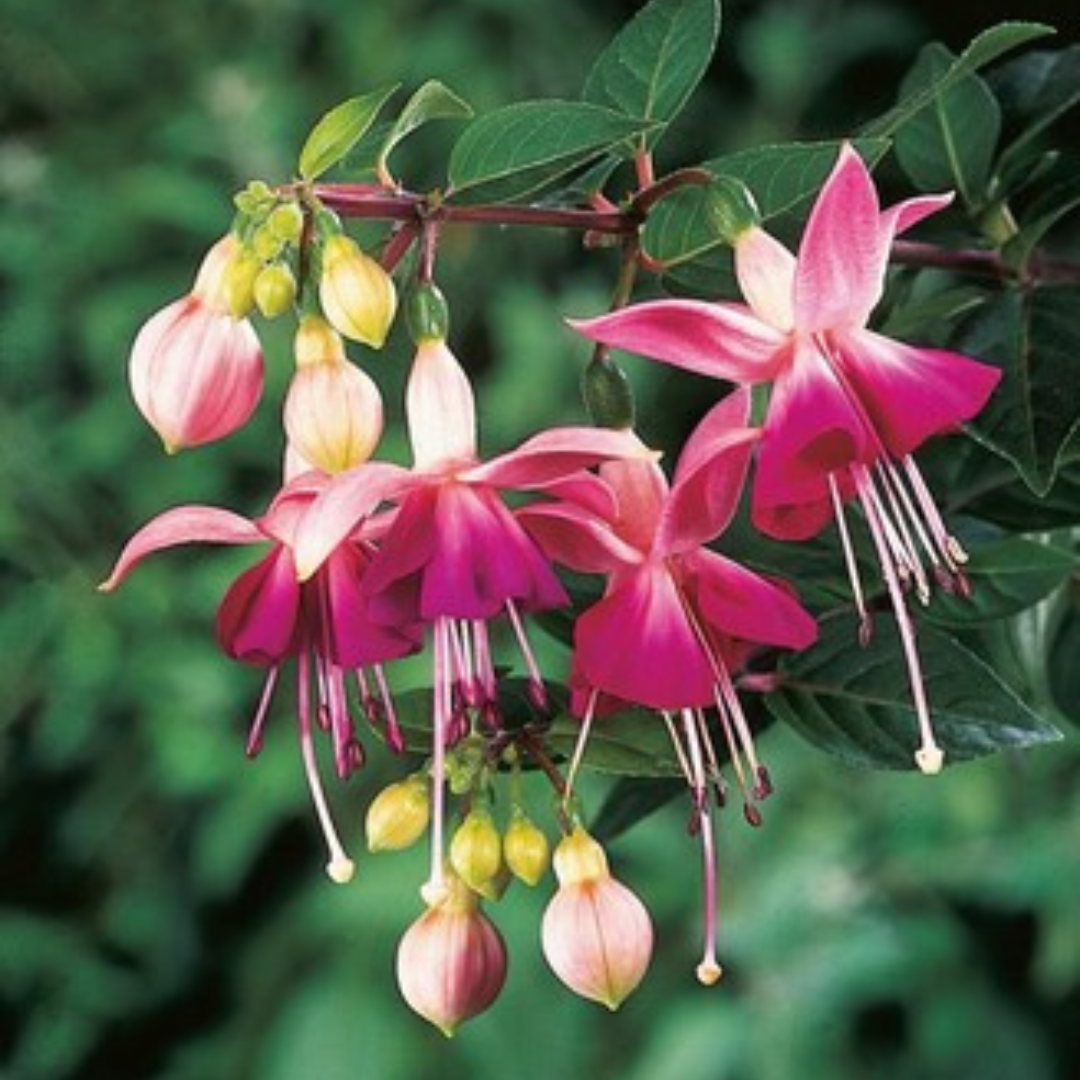 Fuchsia 'Paula Jane' from Cedar Nursery, Cobham