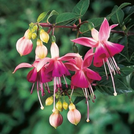 Fuchsia 'Paula Jane' from Cedar Nursery, Cobham