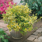 Euonymus fortunei 'Emerald Gold' from Cedar Nursery, Cobham