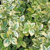 Set of Evergreen Shrubs - Euonymus, Choisya, Hebe from Cedar Nursery, Cobham