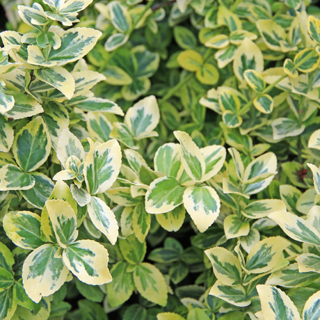 Set of Evergreen Shrubs - Euonymus, Choisya, Hebe from Cedar Nursery, Cobham