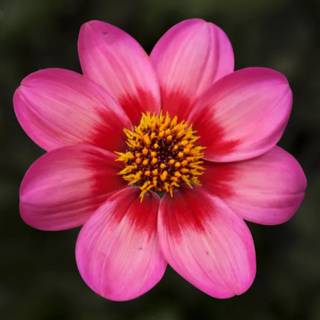 Dahlia 'Dahelgria Tricolour' from Cedar Nursery, Cobham