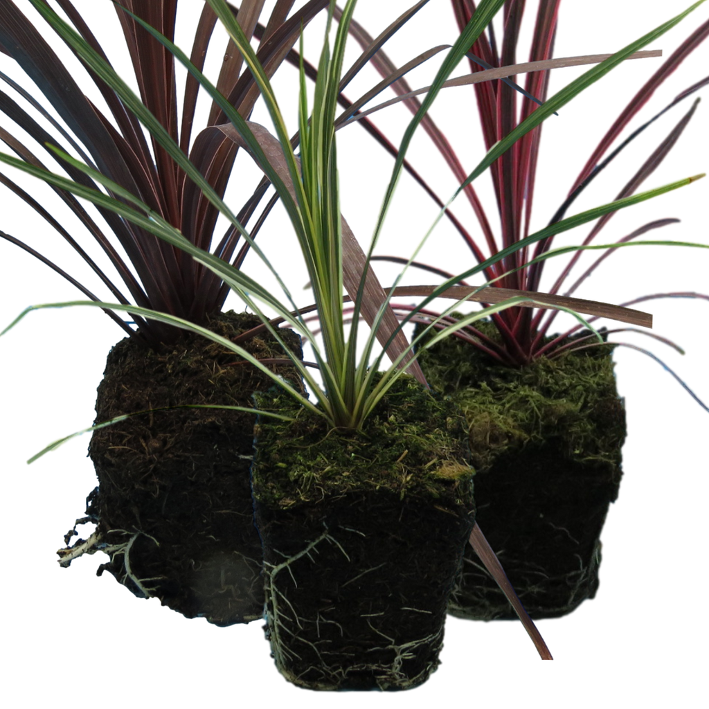 Set of Cordyline australis (Red Star, Charlie Boy, Torbay Dazzler) from Cedar Nursery, Cobham