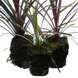 Set of Cordyline australis (Red Star, Charlie Boy, Torbay Dazzler) from Cedar Nursery, Cobham