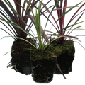 Set of Cordyline australis (Red Star, Charlie Boy, Torbay Dazzler) from Cedar Nursery, Cobham