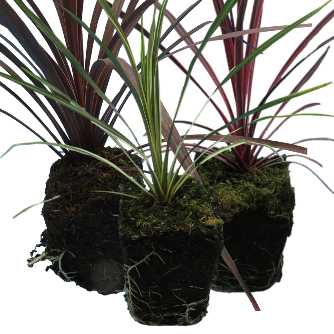 Set of Cordyline australis (Red Star, Charlie Boy, Torbay Dazzler) from Cedar Nursery, Cobham
