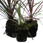 Set of Cordyline australis (Red Star, Charlie Boy, Torbay Dazzler) from Cedar Nursery, Cobham