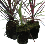 Set of Cordyline australis (Red Star, Charlie Boy, Torbay Dazzler) from Cedar Nursery, Cobham
