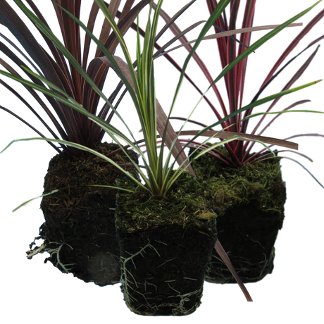 Set of Cordyline australis (Red Star, Charlie Boy, Torbay Dazzler) from Cedar Nursery, Cobham