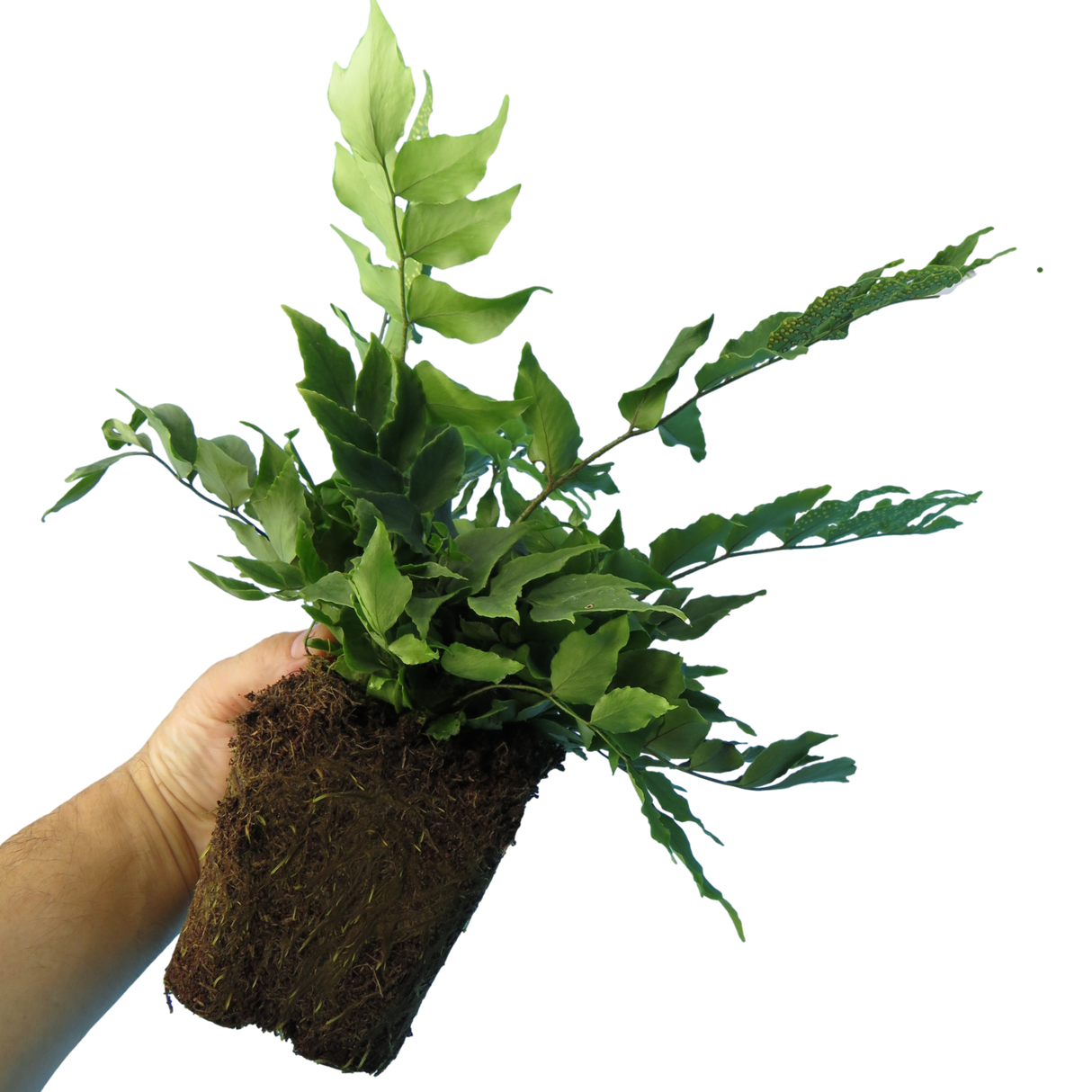 Cyrtomium falcatum (Holly Fern) from Cedar Nursery, Cobham