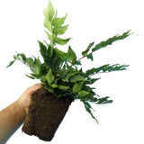 Cyrtomium falcatum (Holly Fern) from Cedar Nursery, Cobham