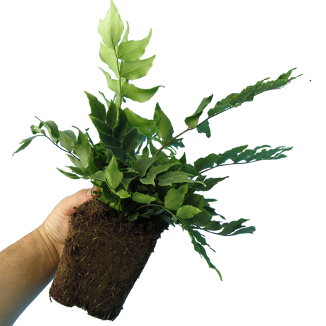 Cyrtomium falcatum (Holly Fern)