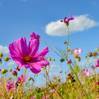 Cosmos bipinnatus 'Apollo Carmine' from Cedar Nursery, Cobham