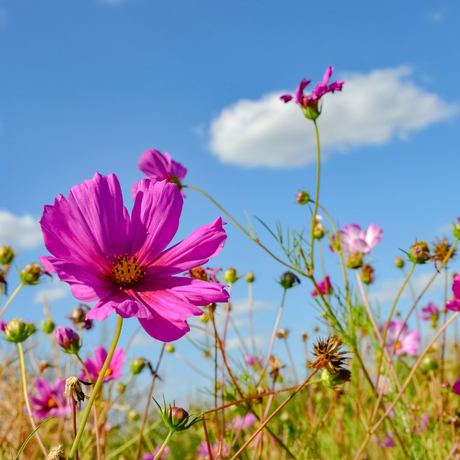 Cosmos bipinnatus 'Apollo Carmine' from Cedar Nursery, Cobham