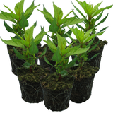 Set of Celosia argentea 'First Flame' (Yellow, Red, Purple) from Cedar Nursery, Cobham