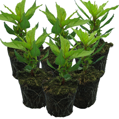 Set of Celosia argentea 'First Flame' (Yellow, Red, Purple) from Cedar Nursery, Cobham