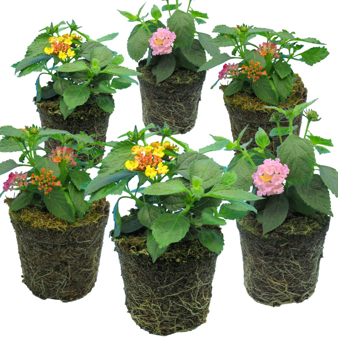 Set of Lantana camara 'Evita' (Sunrise, Pink, Rose) from Cedar Nursery, Cobham
