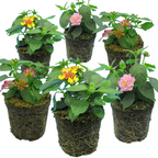 Set of Lantana camara 'Evita' (Sunrise, Pink, Rose) from Cedar Nursery, Cobham