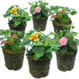 Set of Lantana camara 'Evita' (Sunrise, Pink, Rose) from Cedar Nursery, Cobham