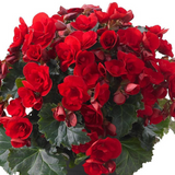 Begonia 'Vermillion Red' from Cedar Nursery, Cobham