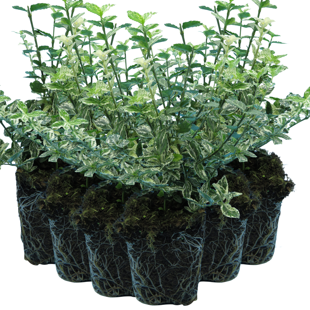 Euonymus fortunei 'Harlequin'