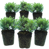 Hebe 'Variegata' from Cedar Nursery, Cobham