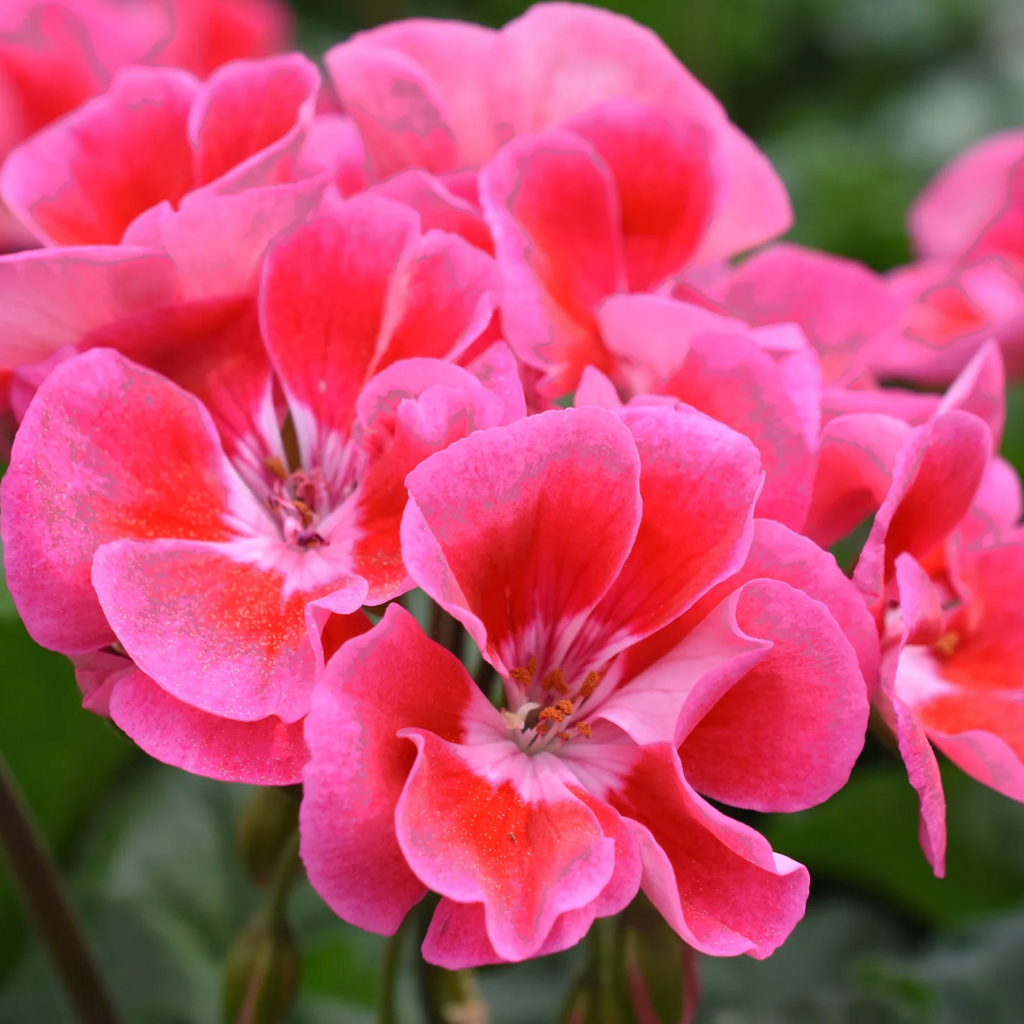Pelargonium 'Toscana Castello Tammo' from Cedar Nursery, Cobham