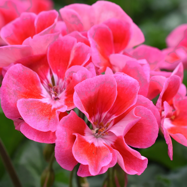 Pelargonium 'Toscana Castello Tammo' from Cedar Nursery, Cobham