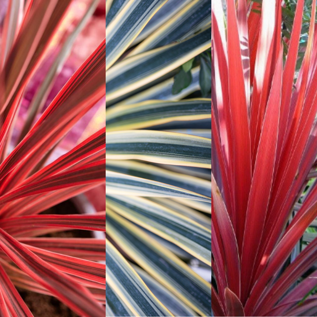 Set of Cordyline australis (Red Star, Charlie Boy, Torbay Dazzler) from Cedar Nursery, Cobham