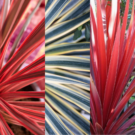 Set of Cordyline australis (Red Star, Charlie Boy, Torbay Dazzler) from Cedar Nursery, Cobham