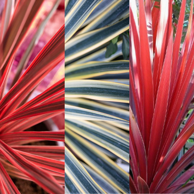 Set of Cordyline australis (Red Star, Charlie Boy, Torbay Dazzler) from Cedar Nursery, Cobham
