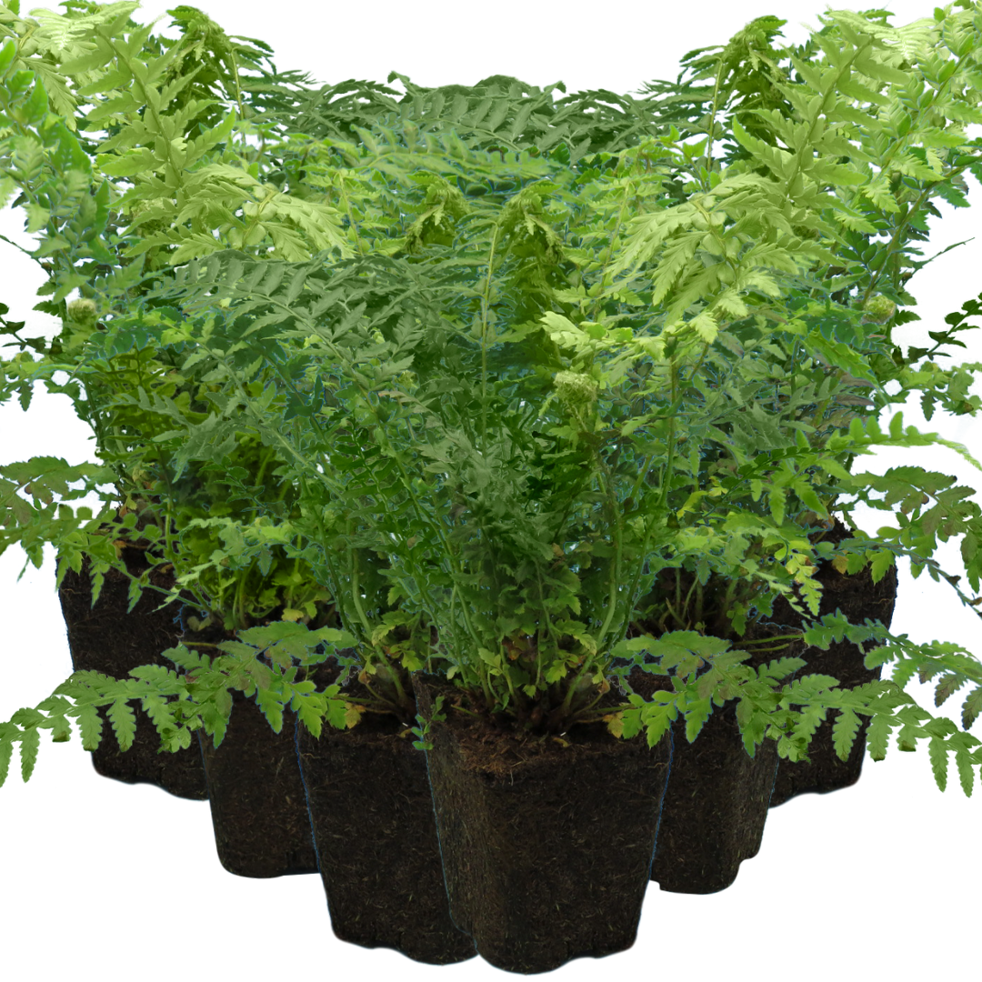 Dryopteris filix-mas (Male Fern) from Cedar Nursery, Cobham