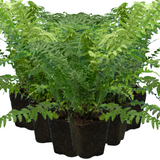Dryopteris filix-mas (Male Fern) from Cedar Nursery, Cobham
