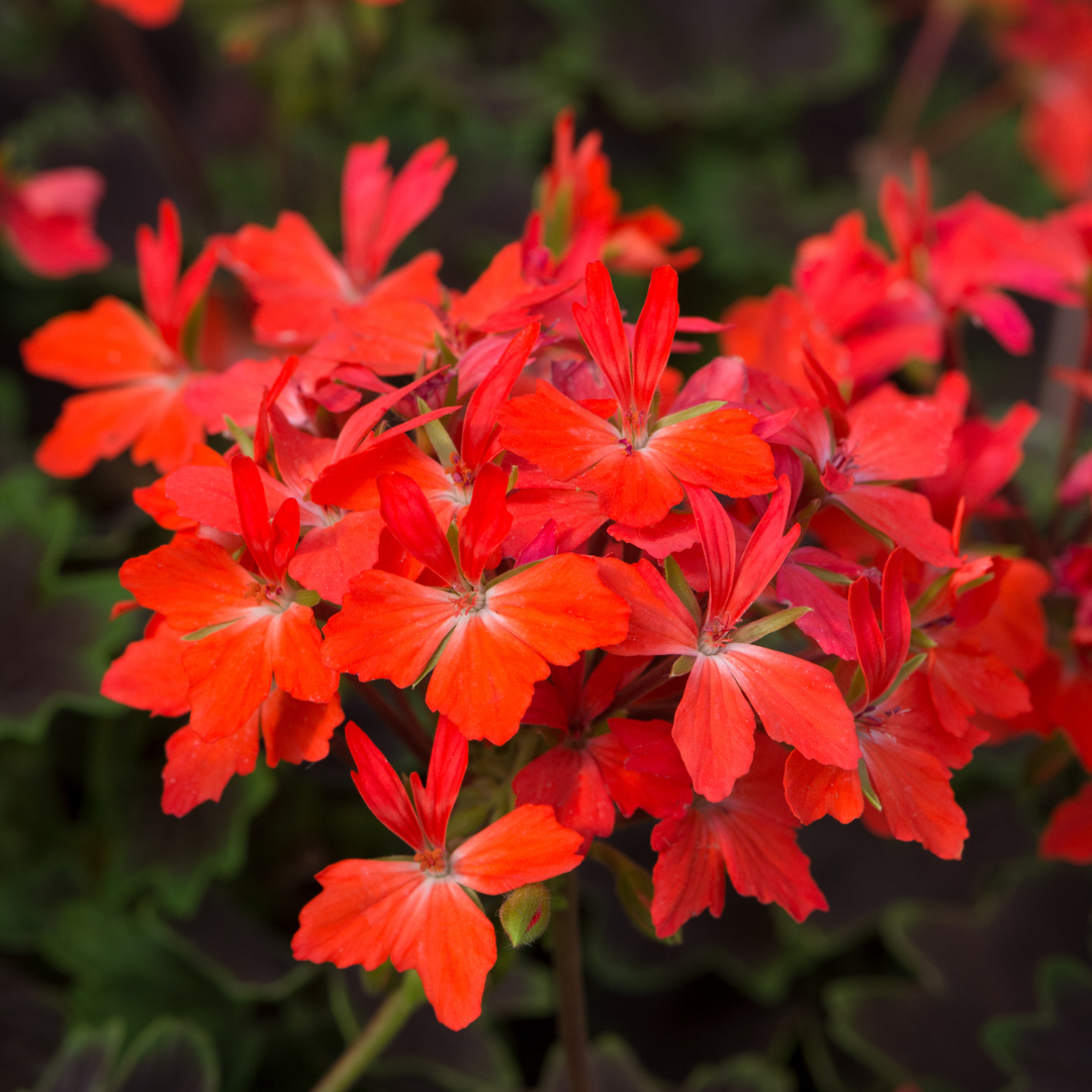 Pelargonium 'Pelgardini Variegated Chocolate' from Cedar Nursery, Cobham