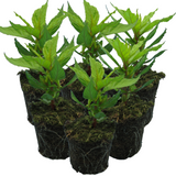 Celosia argentea 'First Flame Yellow' from Cedar Nursery, Cobham
