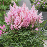 Astilbe 'Pink' from Cedar Nursery, Cobham