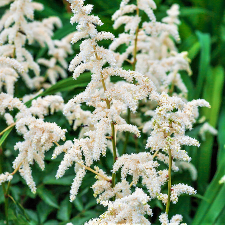 Astilbe 'White' from Cedar Nursery, Cobham