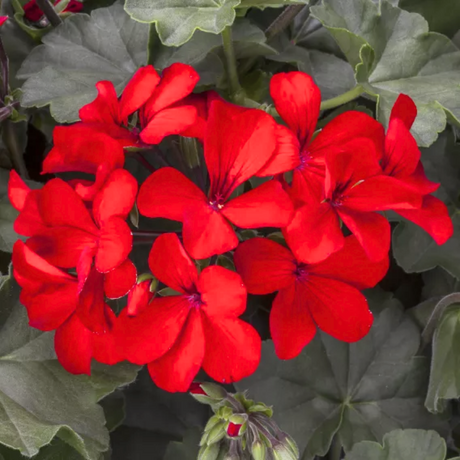 Pelargonium 'Calliope Landscape Fire' from Cedar Nursery, Cobham