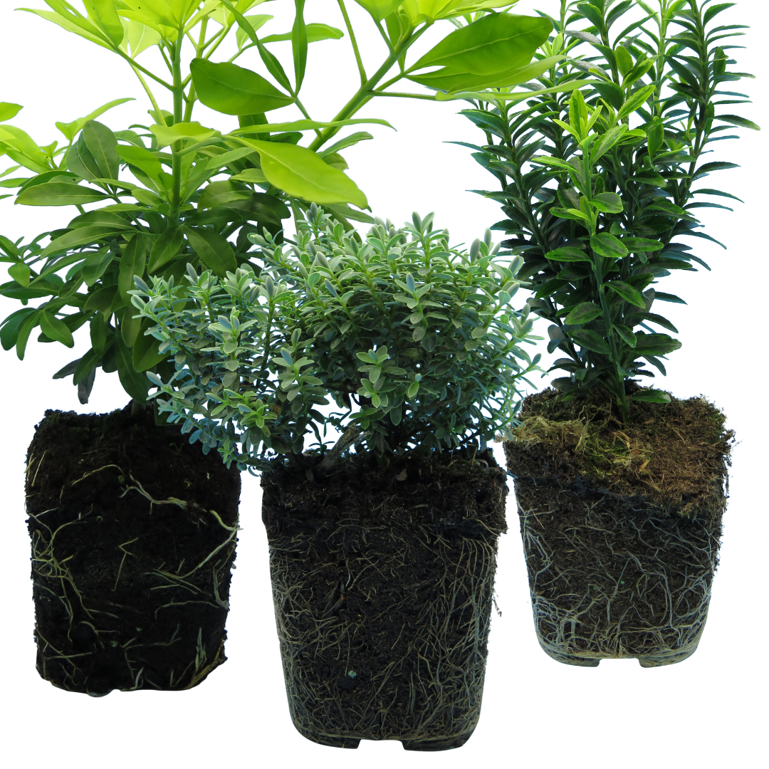 Set of Evergreen Shrubs - Euonymus, Choisya, Hebe from Cedar Nursery, Cobham