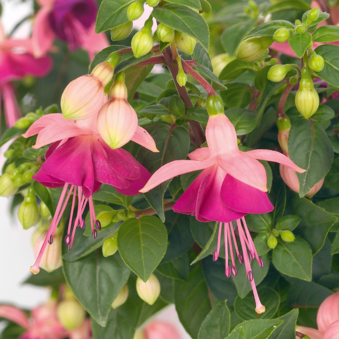 Fuchsia 'Paula Jane' from Cedar Nursery, Cobham