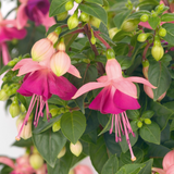 Fuchsia 'Paula Jane' from Cedar Nursery, Cobham