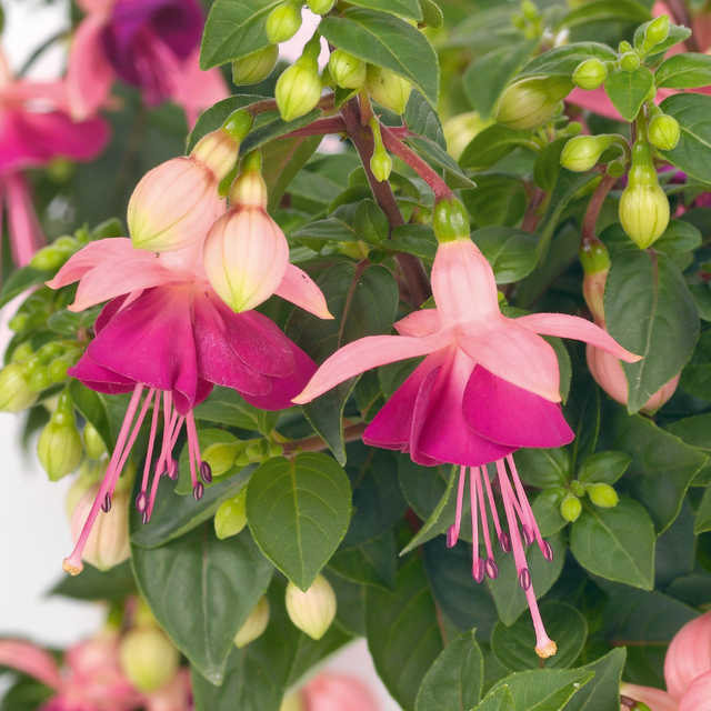 Fuchsia 'Paula Jane' from Cedar Nursery, Cobham