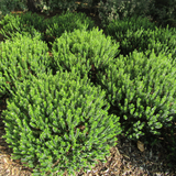 Hebe 'New Zealand Gold' from Cedar Nursery, Cobham