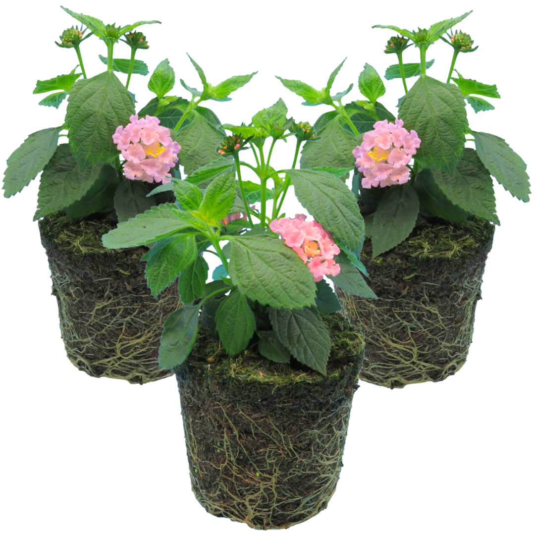 Lantana camara 'Evita Pink' from Cedar Nursery, Cobham