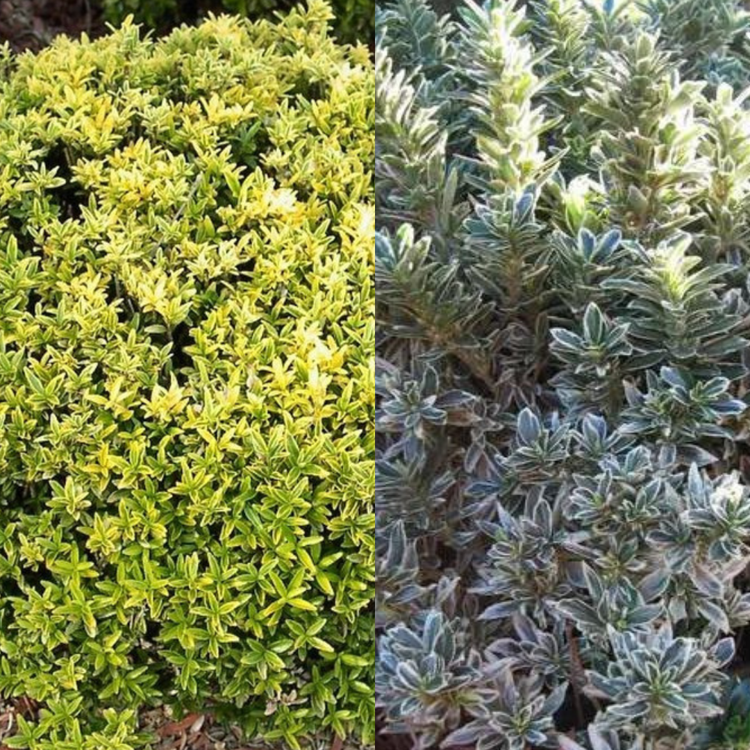Set of Euonymus japonicus 'Microphyllus' - Aureovariegatus, Albovariegatus from Cedar Nursery, Cobham