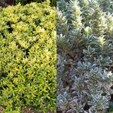 Set of Euonymus japonicus 'Microphyllus' - Aureovariegatus, Albovariegatus from Cedar Nursery, Cobham