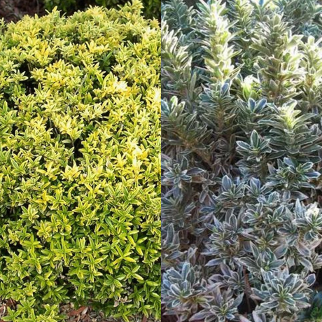 Set of Euonymus japonicus 'Microphyllus' - Aureovariegatus, Albovariegatus from Cedar Nursery, Cobham